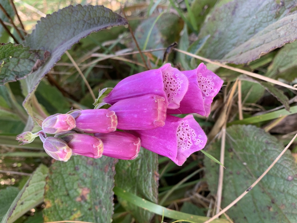 Gros plan de fleurs violettes parmi l'herbe et les feuilles.