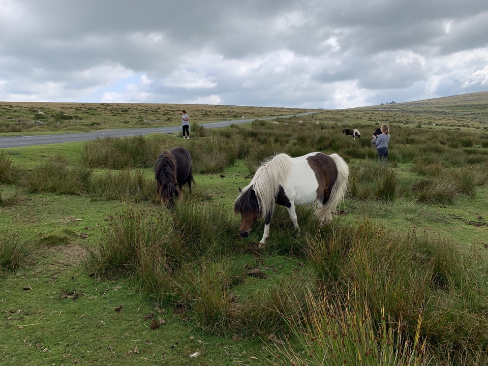 Des poneys broutant l'herbe dans un paysage rural.