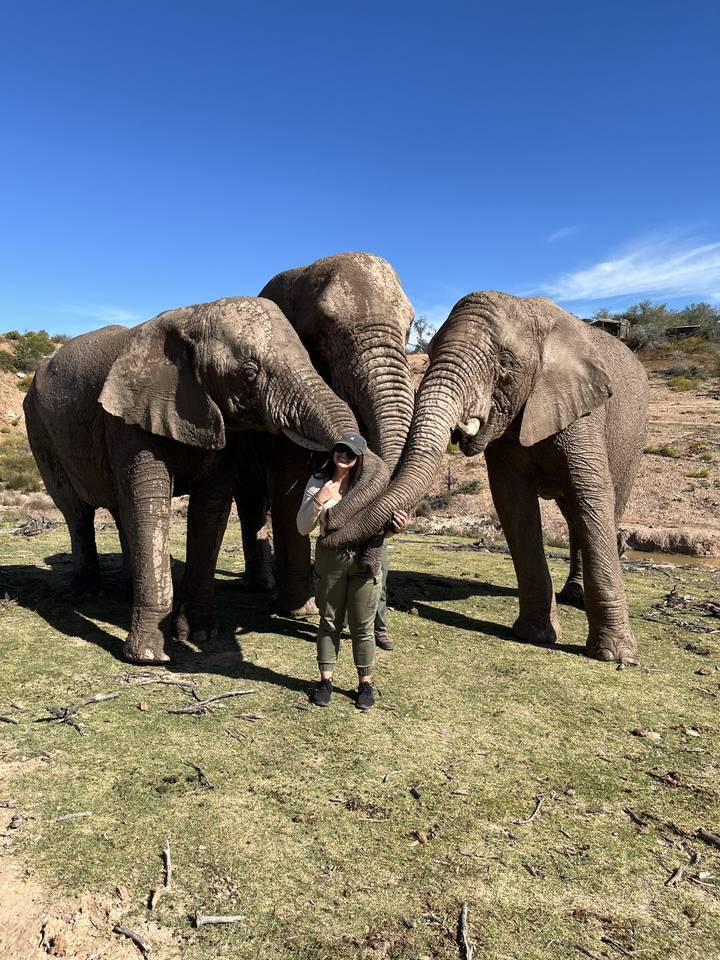 Personne debout avec des éléphants.