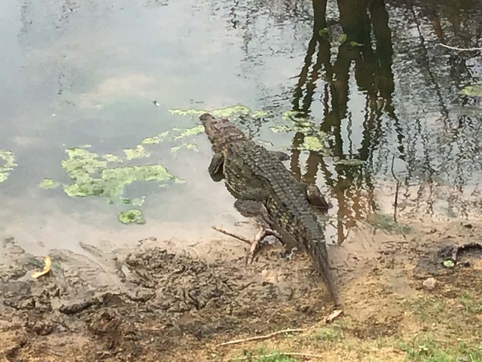Crocodile se reposant près d'un point d'eau.