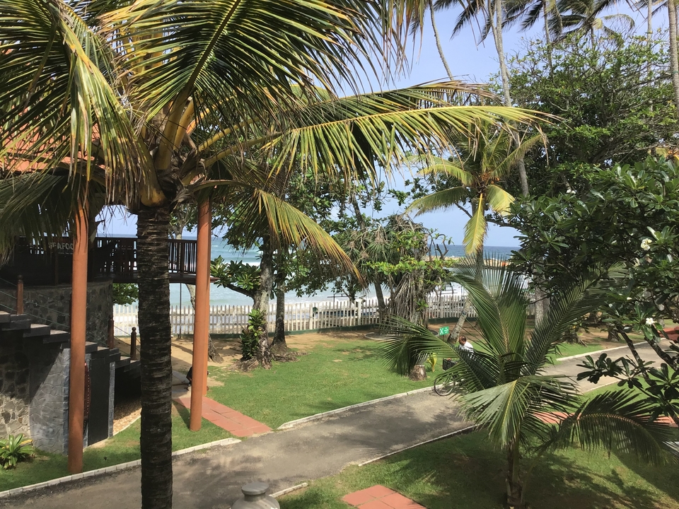 Vue en bord de mer avec palmiers et océan.