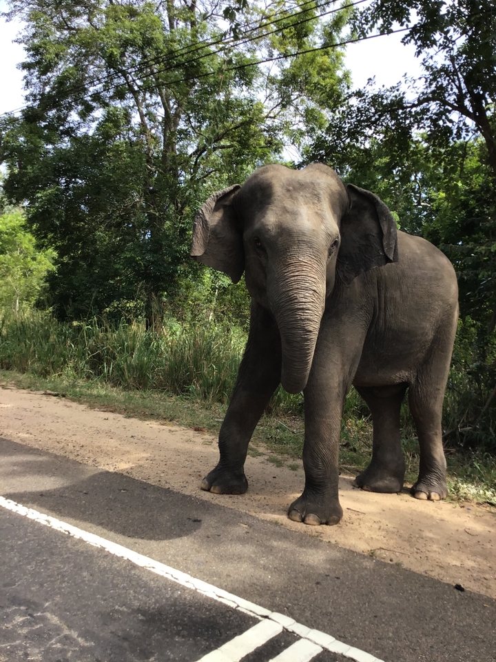Éléphant au bord de la route au milieu de la verdure.