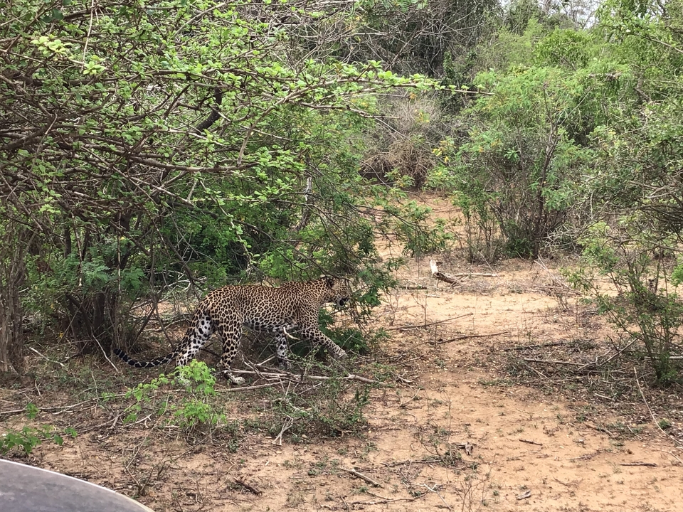 Léopard marchant dans un buisson dense.