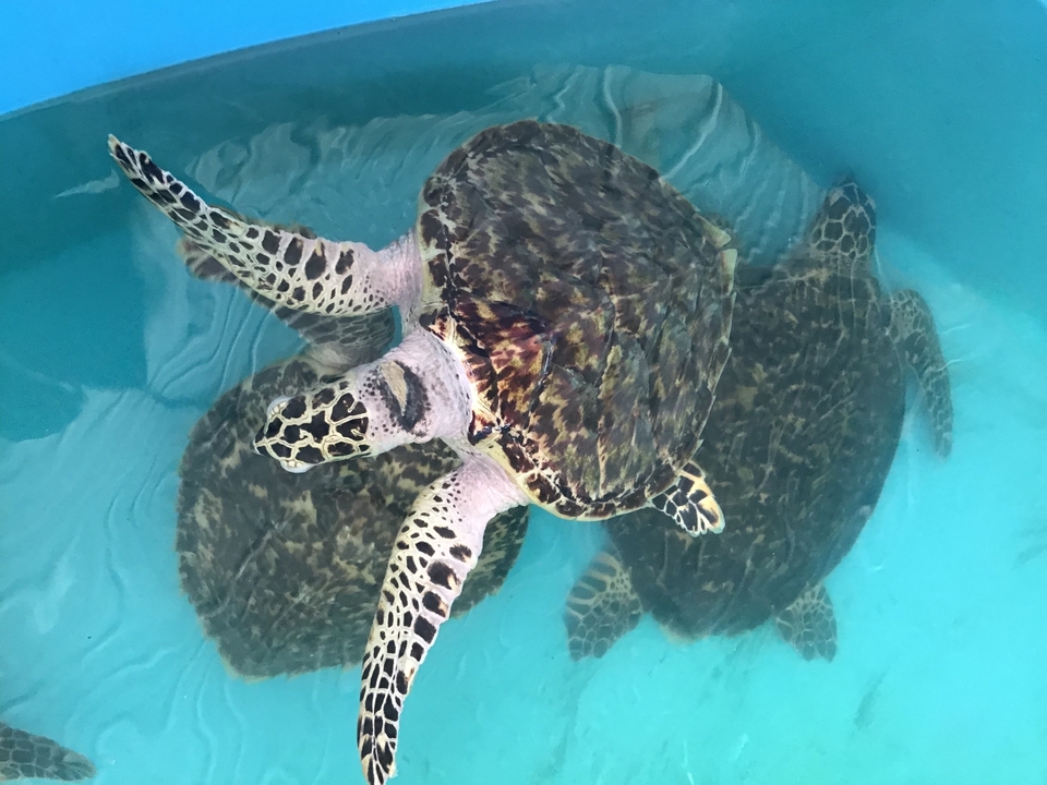 Des tortues de mer nageant dans une eau claire.
