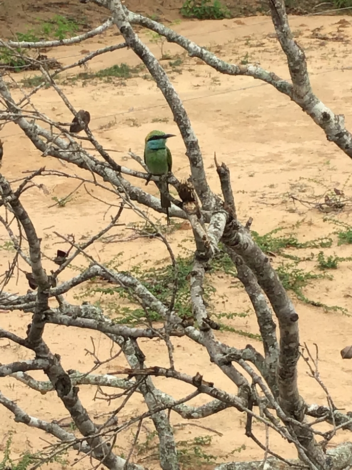Oiseau coloré perché sur une branche.