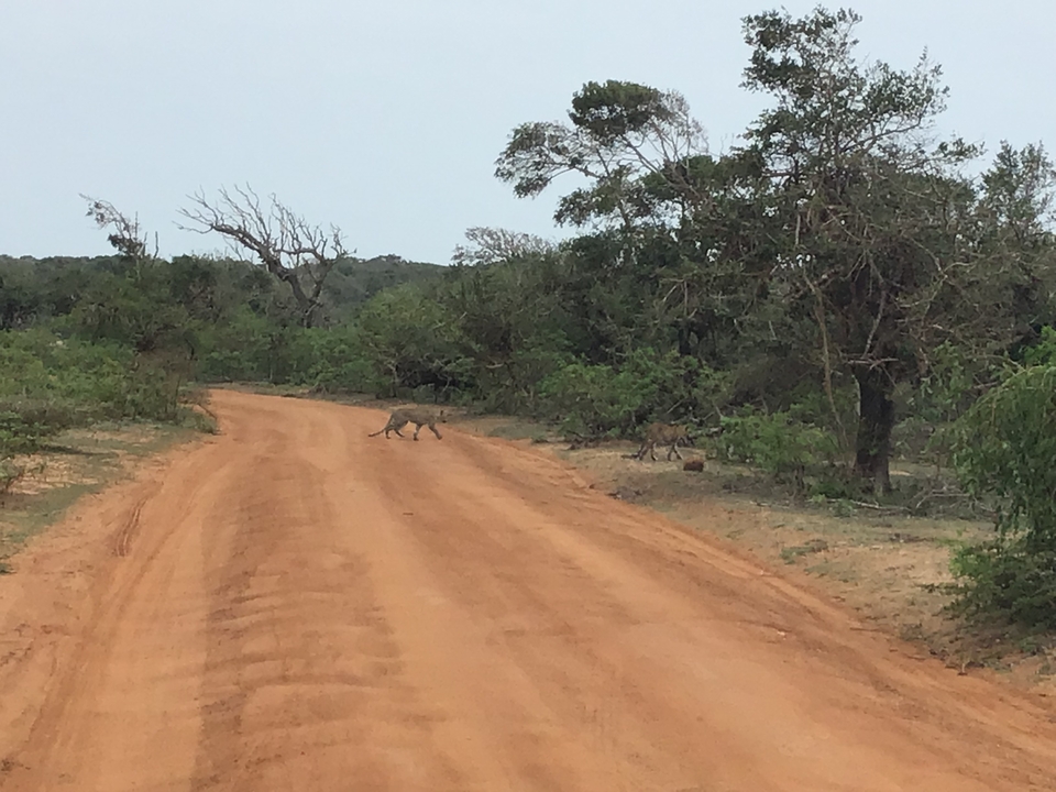 Chien sauvage traversant un chemin de terre.