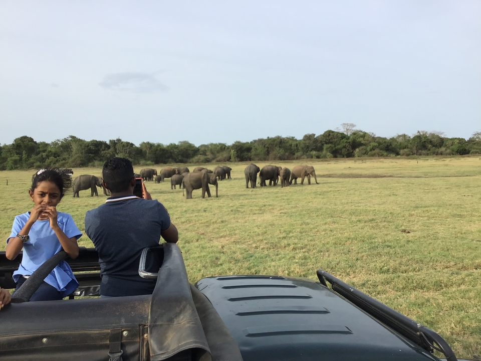 Véhicule de safari observant des éléphants sauvages dans un champ.