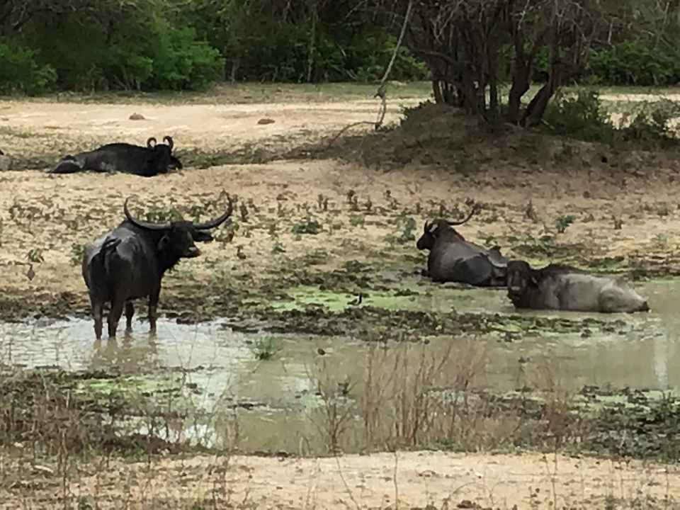 Buffles d'eau dans un point d'eau boueux.