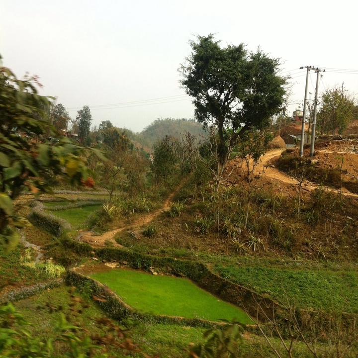 Terres agricoles en terrasses avec végétation mixte, arbres et chemins de terre.