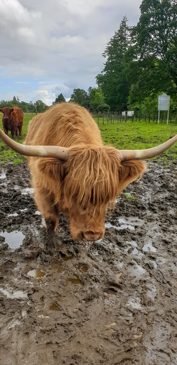 Gros plan d'une vache Highland avec de longues cornes.