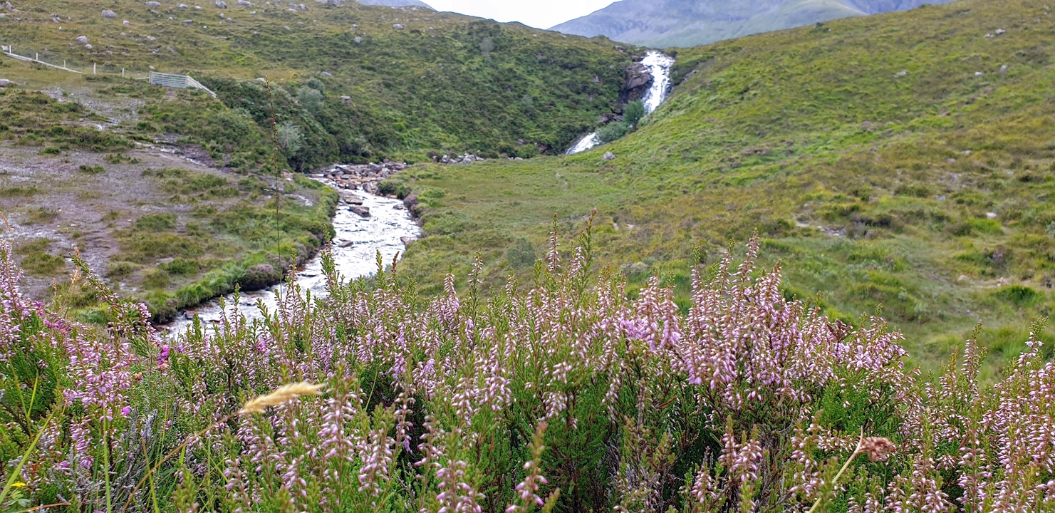 Flowers in the foreground with a waterfall in the distance.