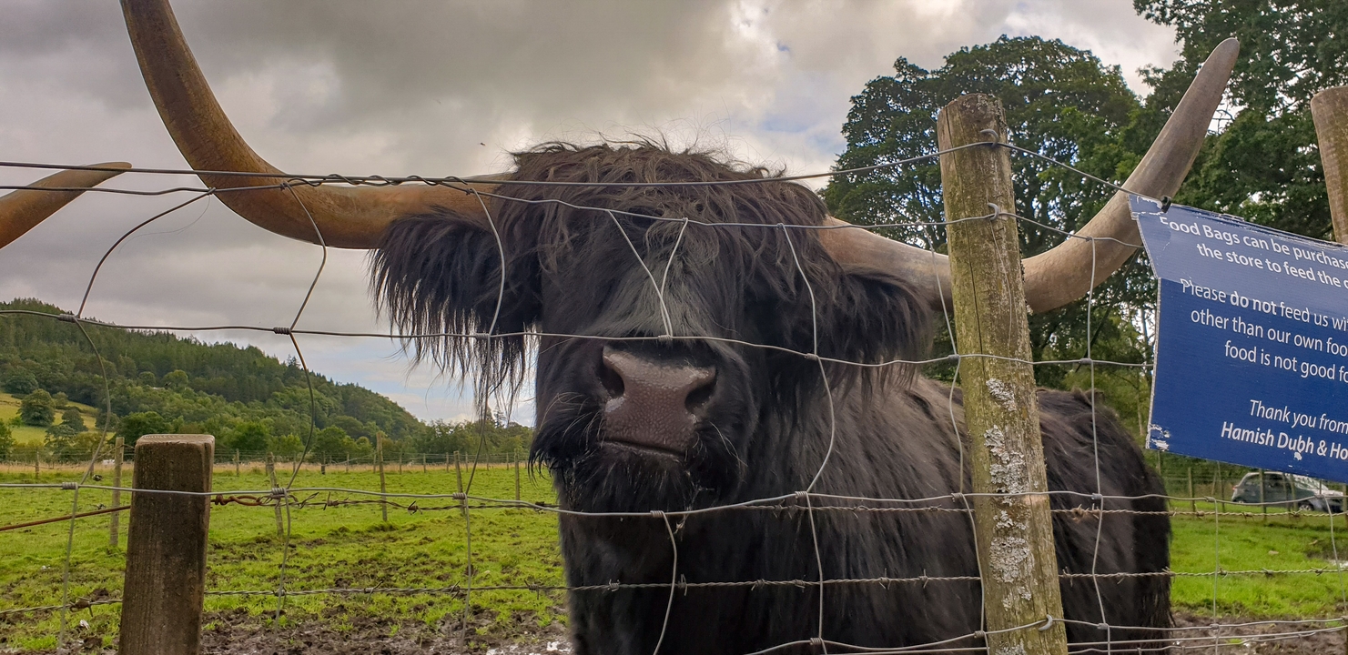 Une vache Highland derrière une clôture.
