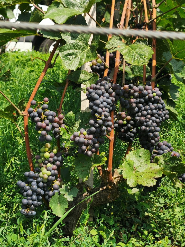 Vignes avec des raisins mûrs dans un vignoble.