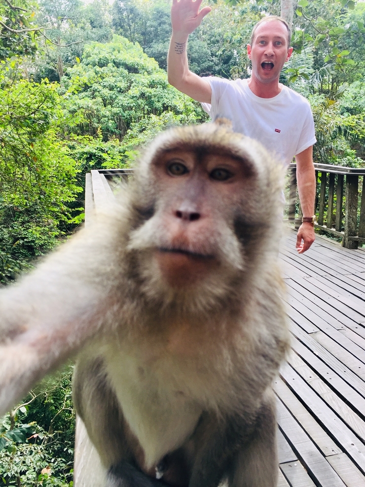 Monkey on a boardwalk with a person in the background.