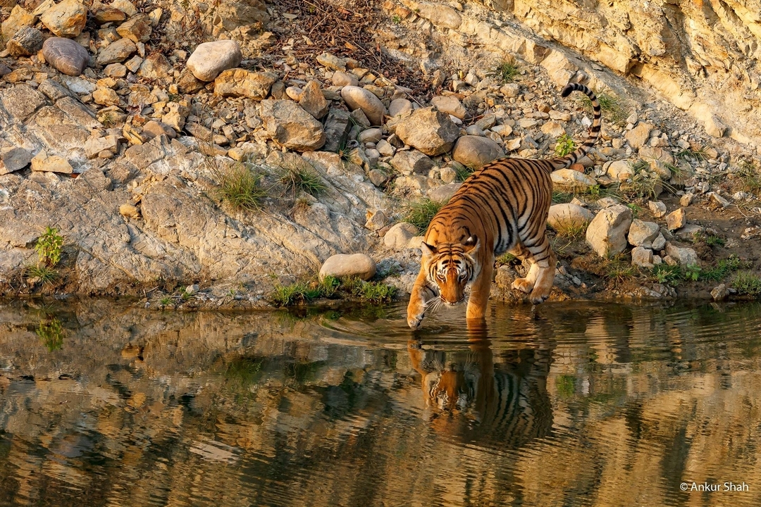 Tigre près d'un point d'eau dans un environnement naturel.