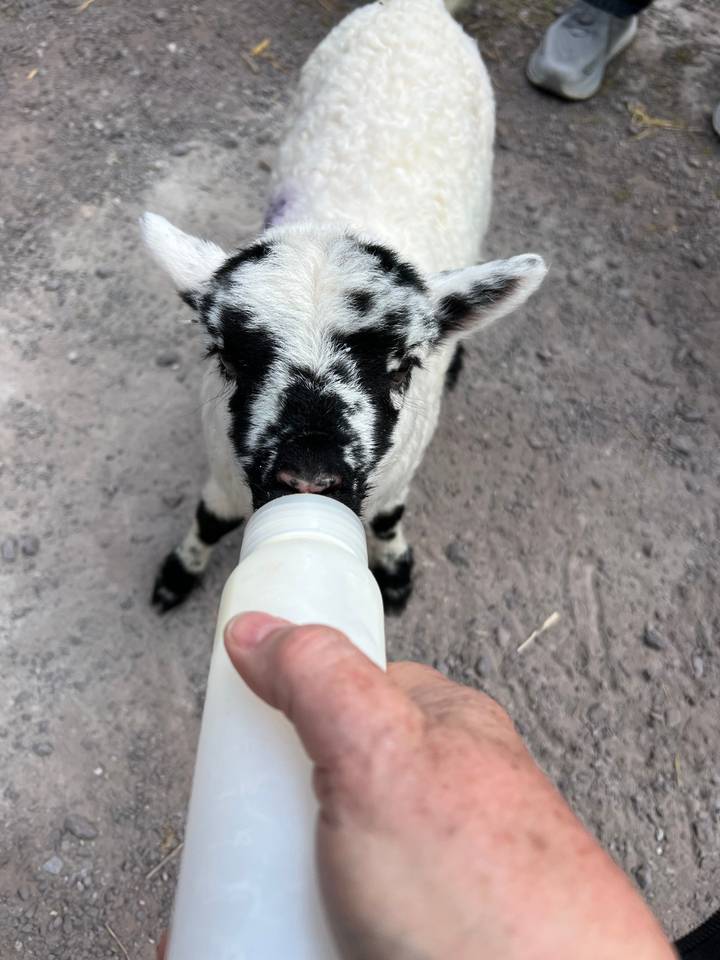 Personne nourrissant un agneau noir et blanc.