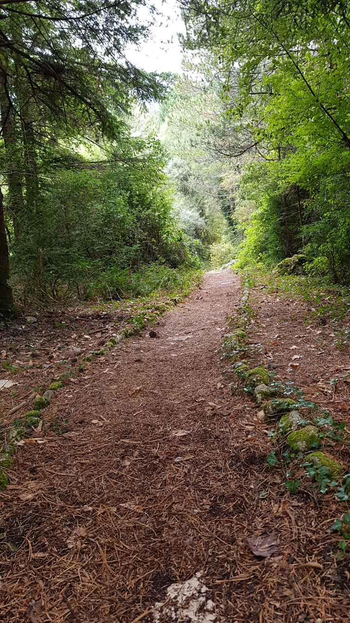 Un sentier forestier pavé de terre rouge et entouré de feuillage vert.