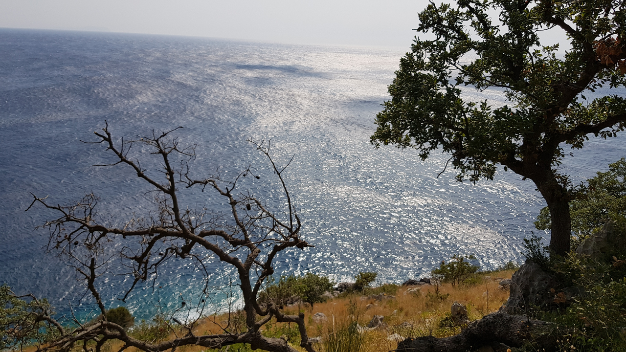 Une vue de la mer à travers les arbres, scintillant sous la lumière du soleil.