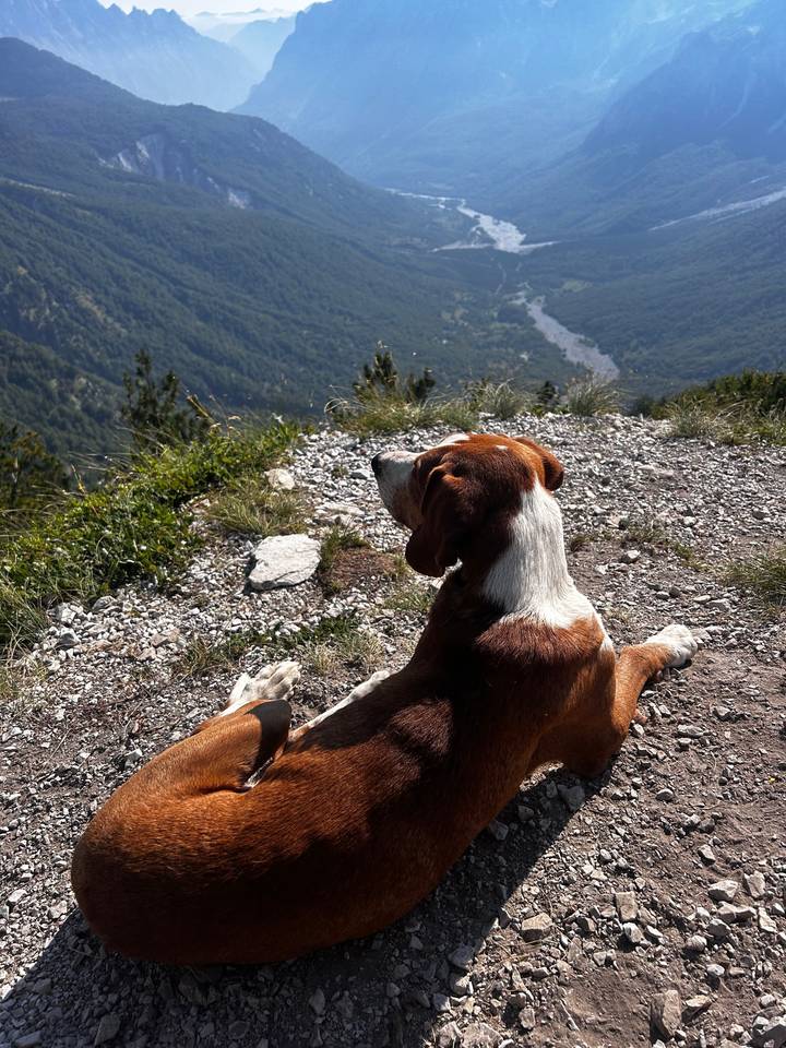 Chien se reposant sur un sentier de montagne.