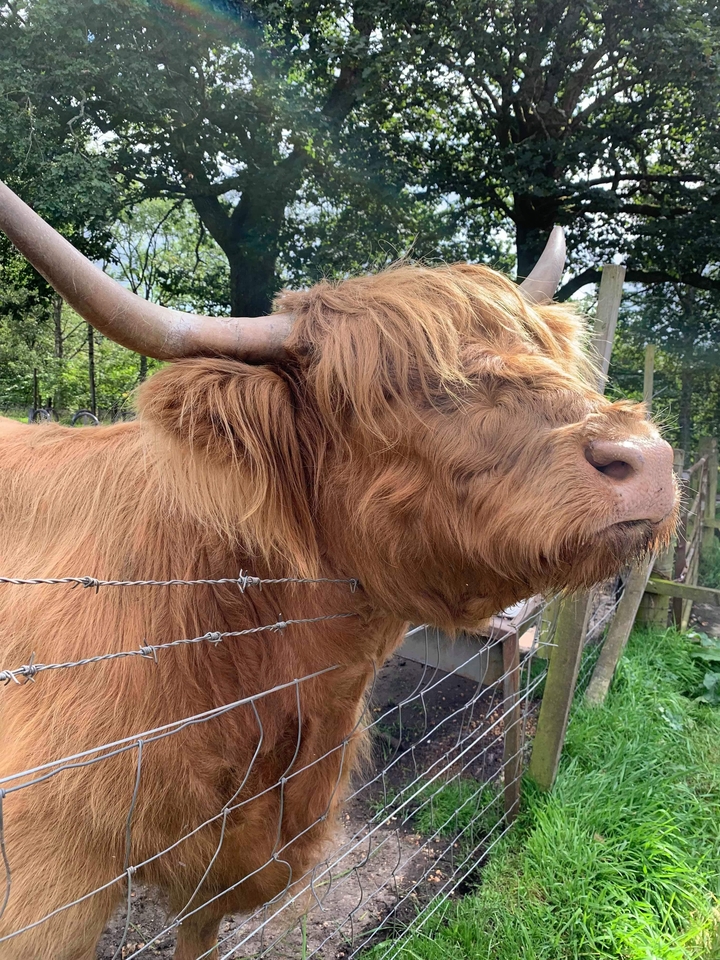Gros plan de profil d'une vache Highland derrière une clôture.