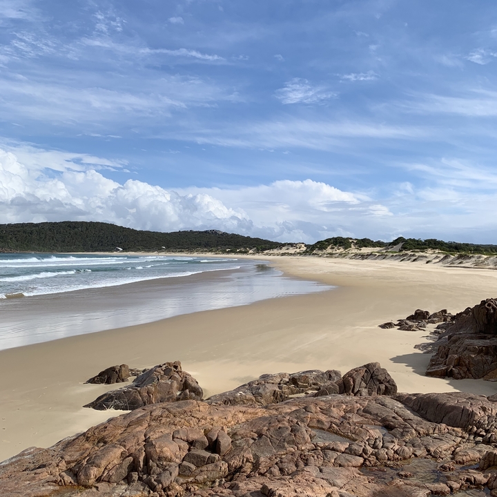 Secluded beach with waves and a forest backdrop.
