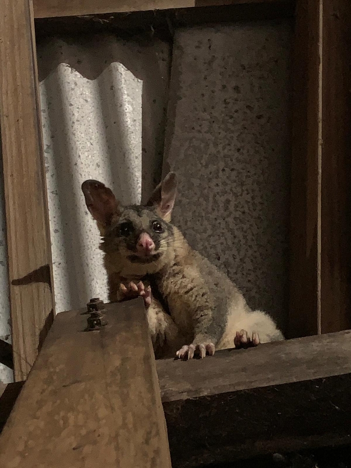 Opossum perché sur un rebord la nuit.