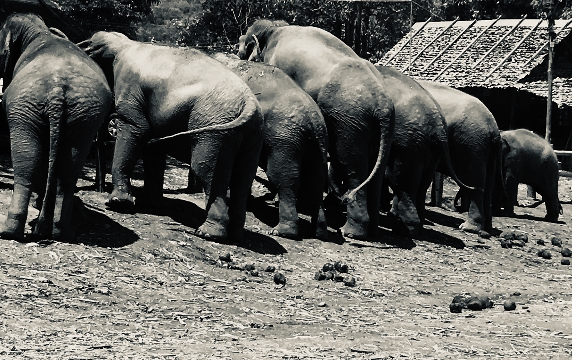 Groupe d'éléphants se tenant en ligne.