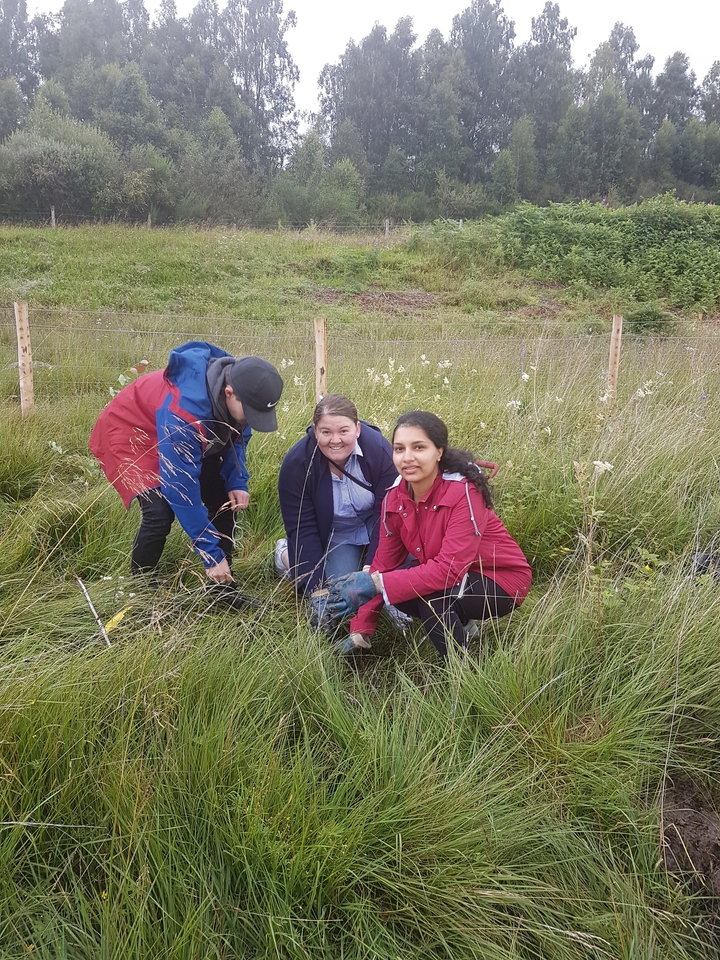 Three people engaged in planting in a grassy area.