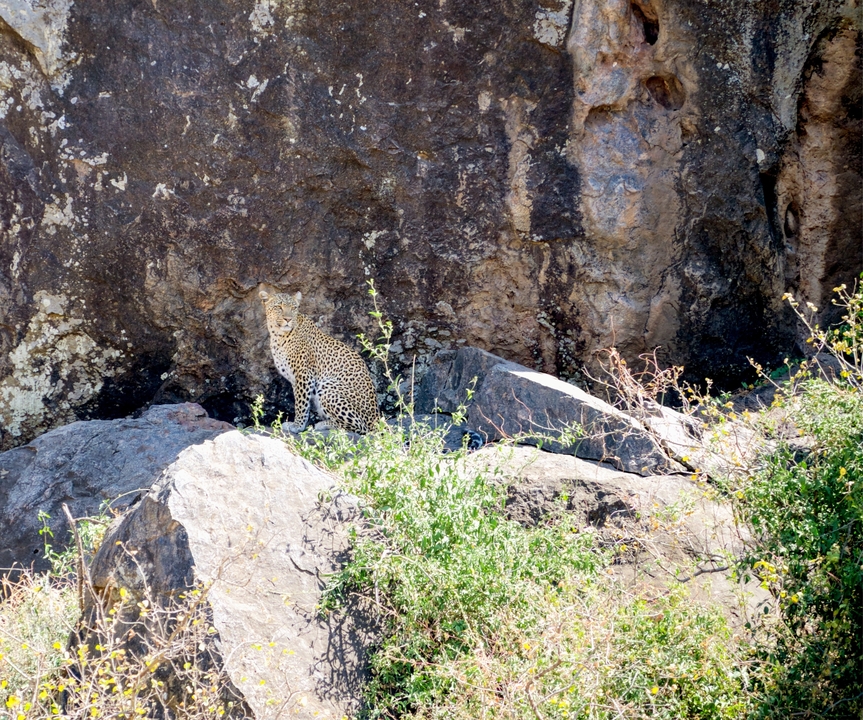 Léopard se reposant parmi les rochers