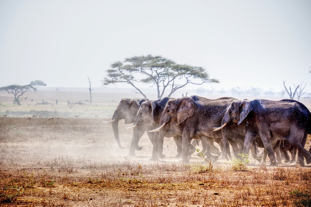 Groupe d'éléphants marchant à travers un paysage poussiéreux