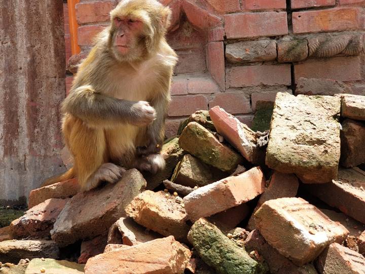 Singe assis sur un tas de briques.