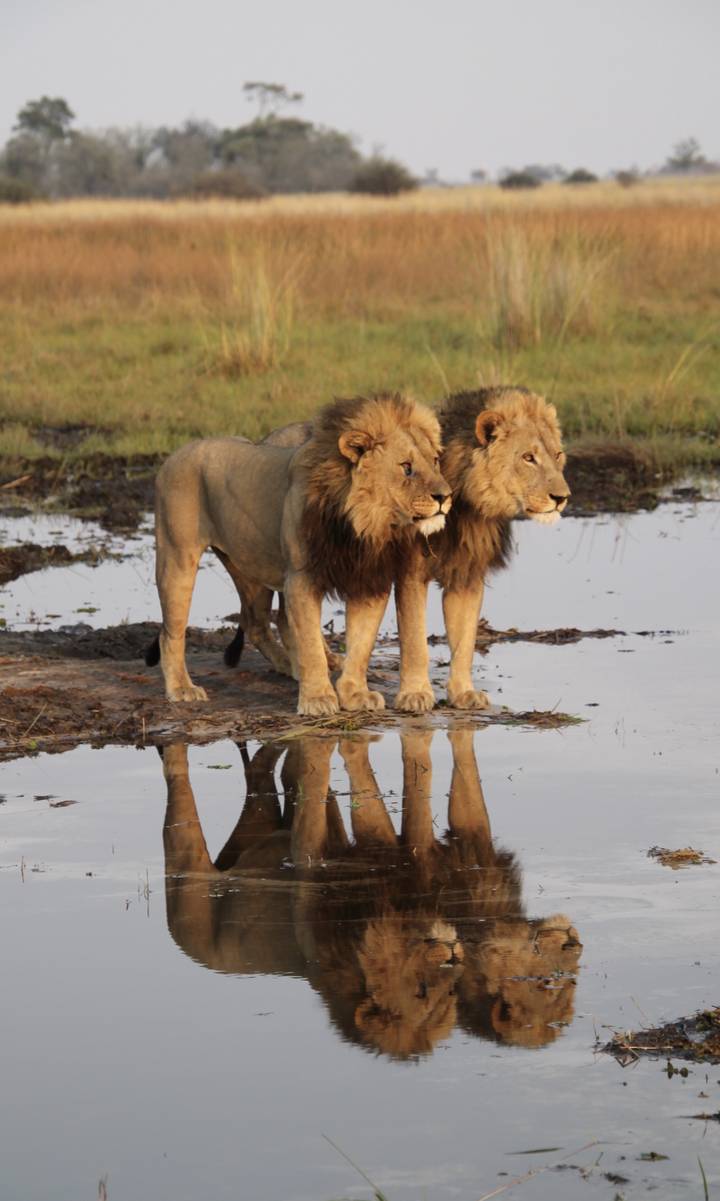 Deux lions debout près d'un point d'eau avec des reflets.