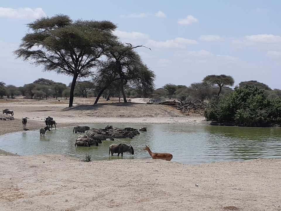 Un point d'eau avec divers animaux incluant des zèbres, des gnous et une gazelle.
