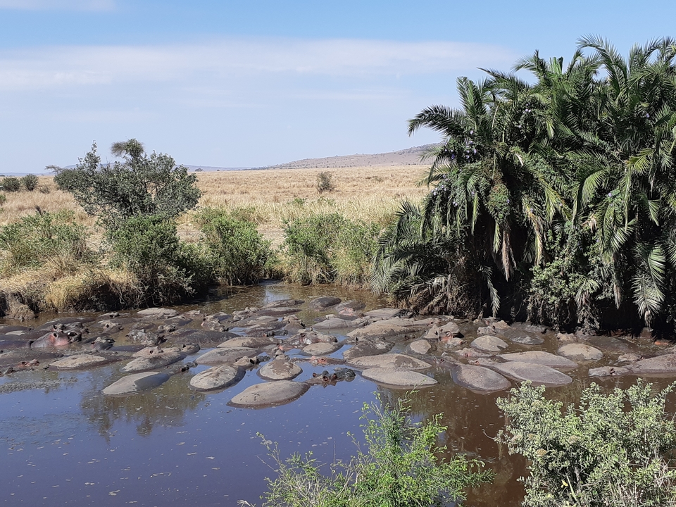 Un groupe d'hippopotames immergés dans un plan d'eau entouré d'arbres.