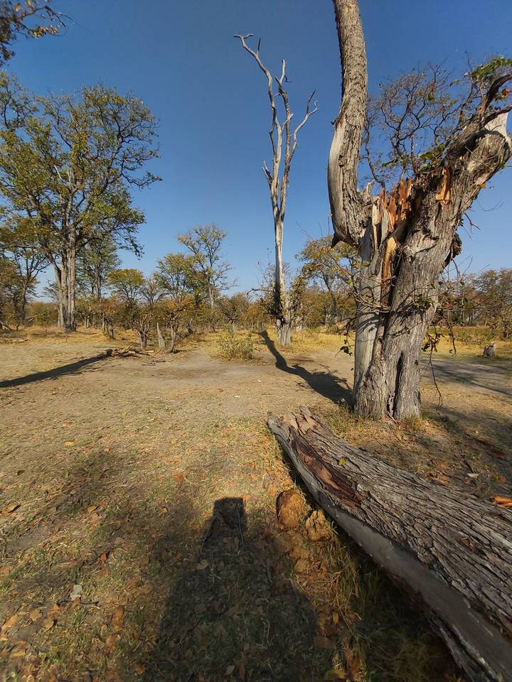 Zone forestière clairsemée avec des arbres secs et un ciel bleu.