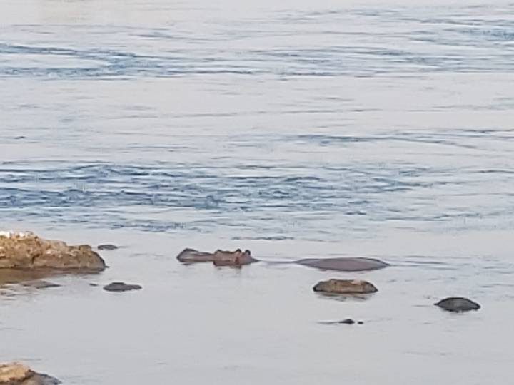 Une vue distante d'un hippopotame dans l'eau.