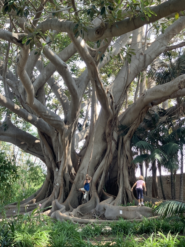 Gros plan d'un grand arbre complexe.