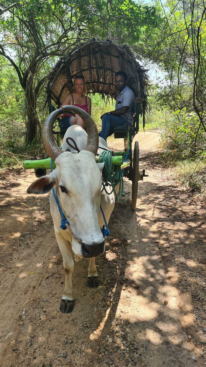 Un bœuf tirant une charrette le long d'un chemin de terre.