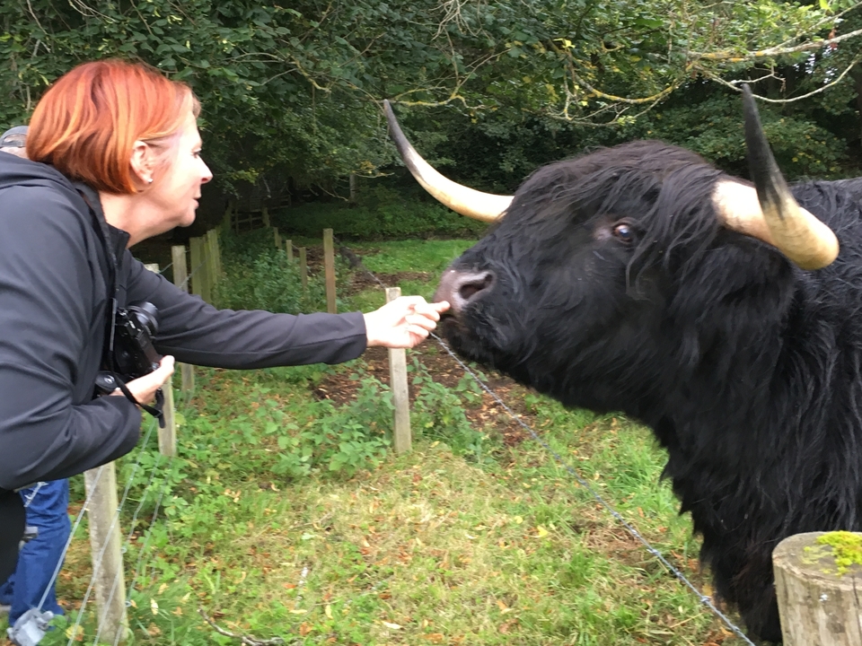 Une personne nourrissant une vache Highland dans un champ vert.