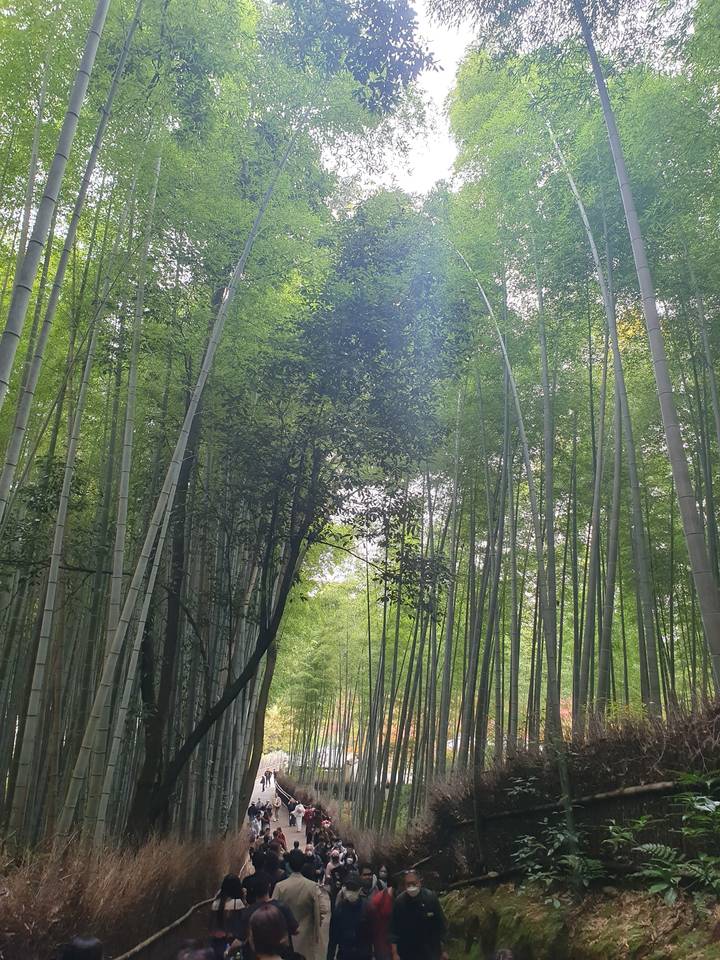 Forêt dense de bambous avec des visiteurs marchant le long du sentier.