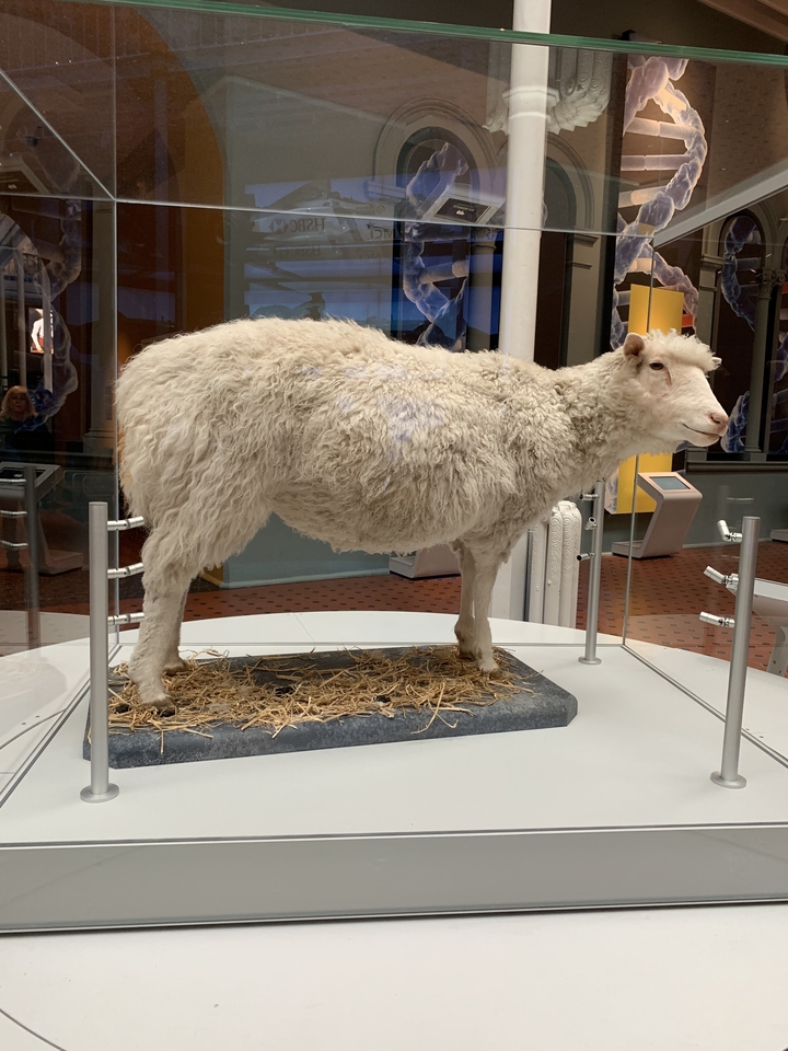 Un animal en peluche laineux exposé dans un cadre muséal.