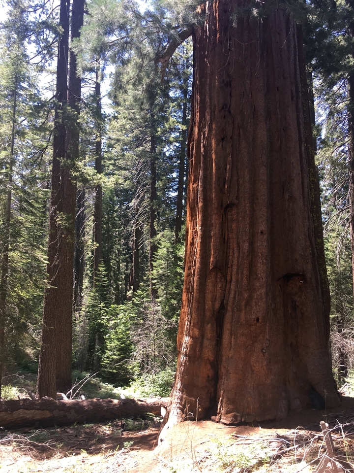 Grands arbres dans une zone forestière dense.