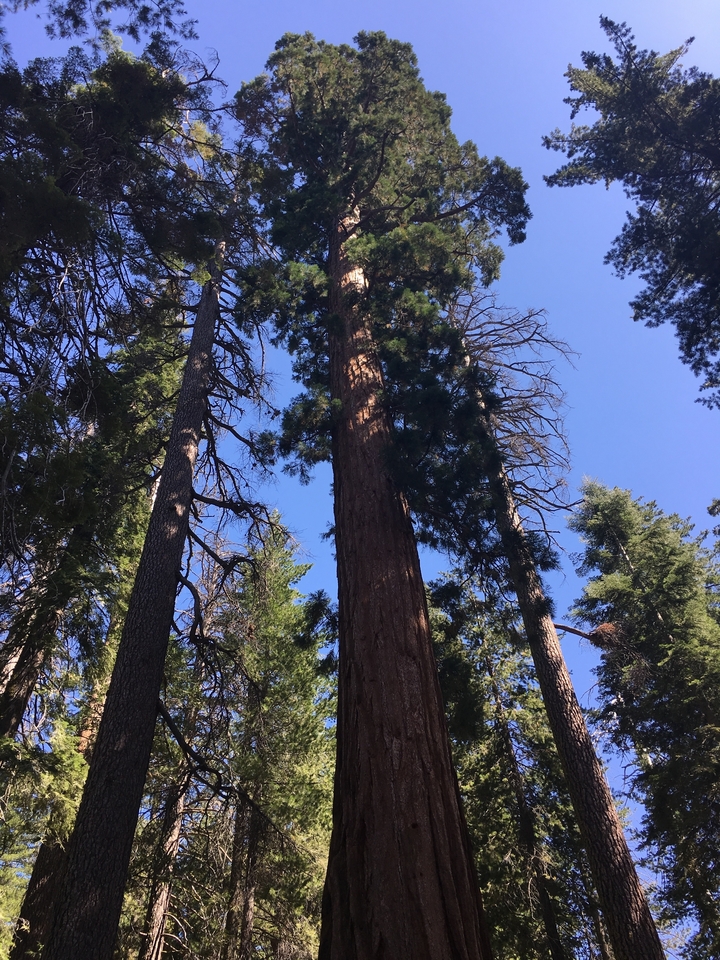 Grands arbres contre un ciel bleu clair.
