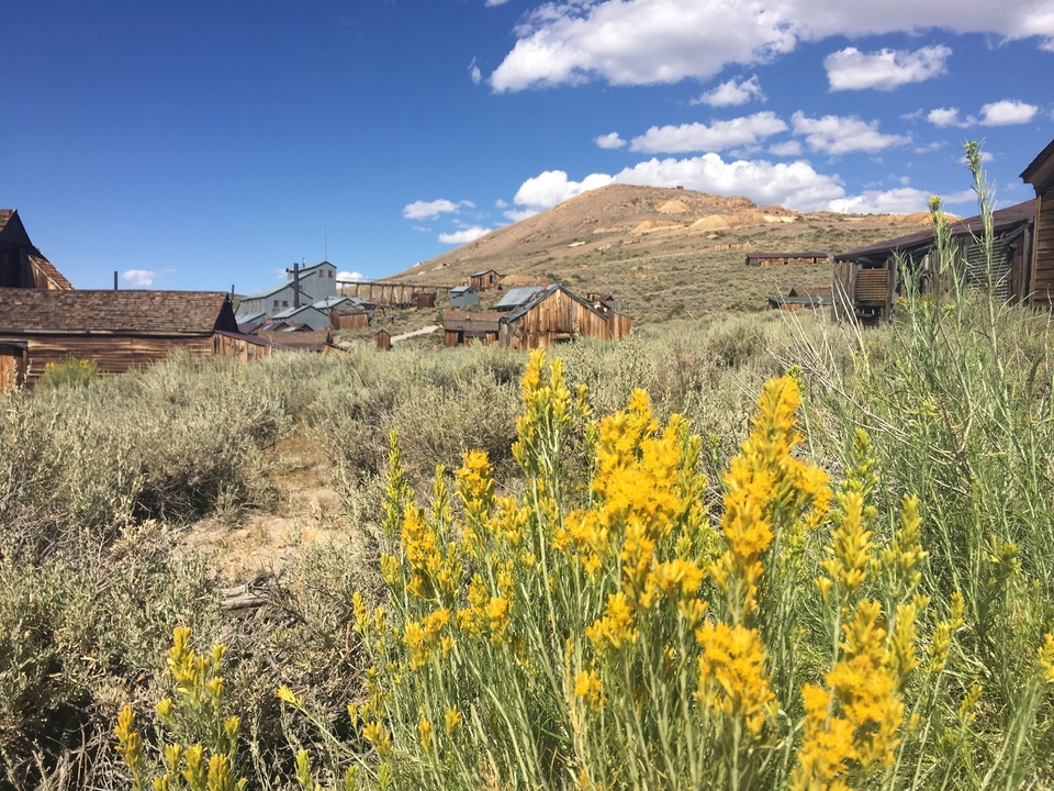 Vieux bâtiments en bois et fleurs sauvages jaunes dans un champ.
