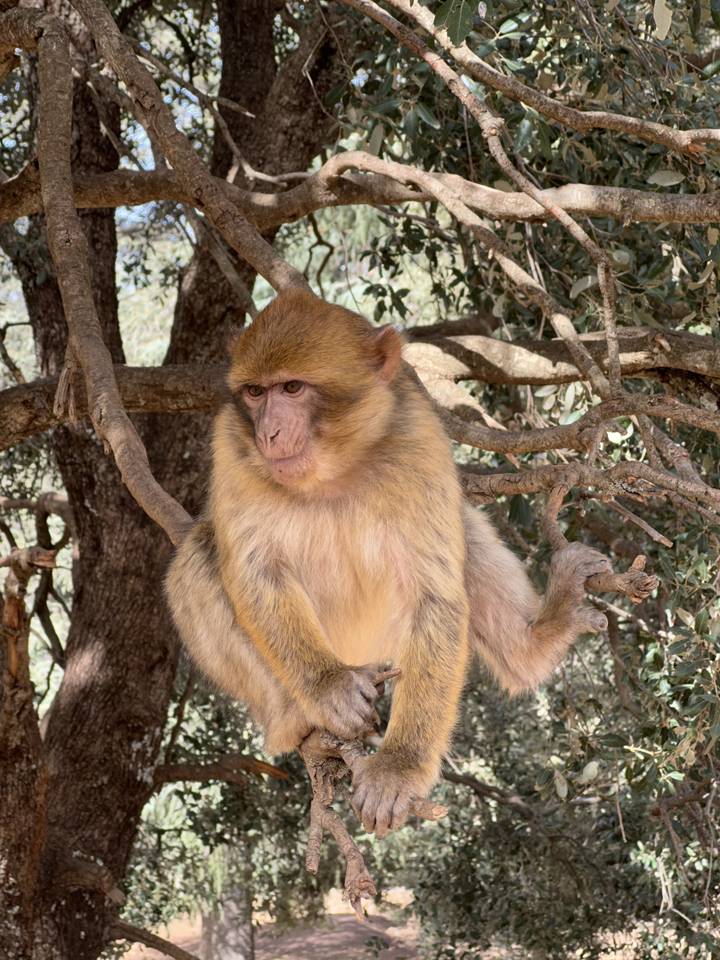 Singe assis sur une branche d'arbre.