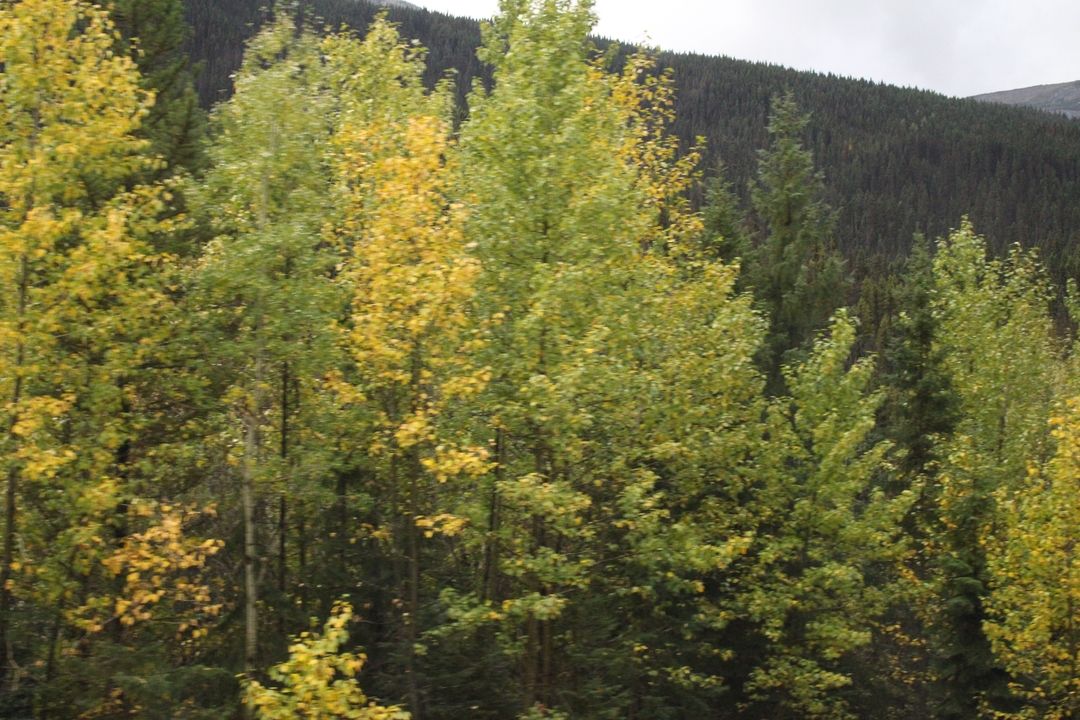 Des arbres qui jaunissent dans un cadre forestier.