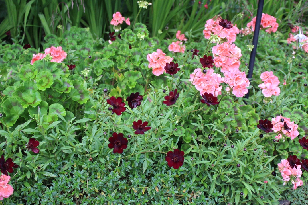Des fleurs de jardin en fleur.