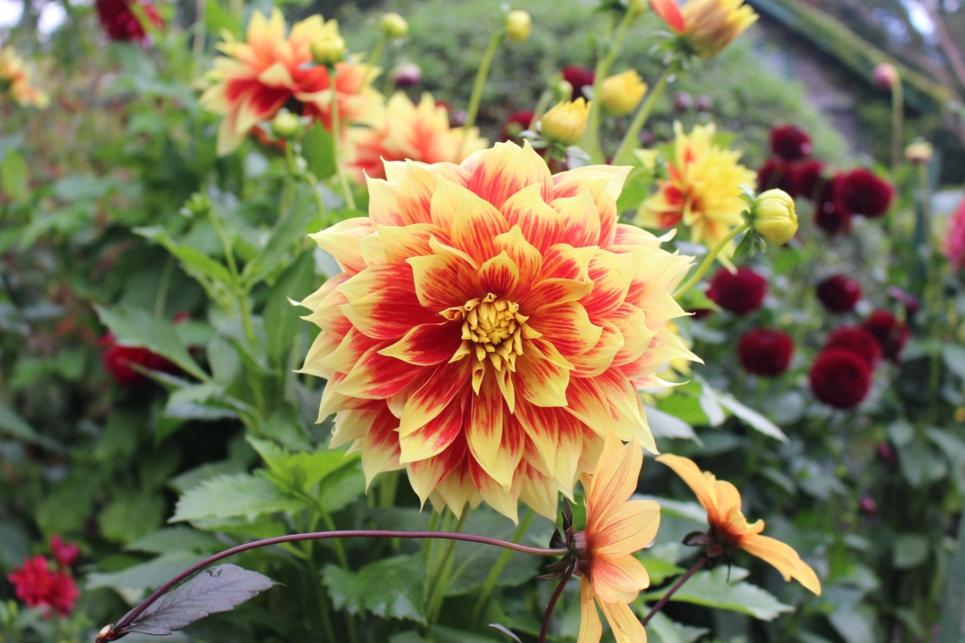 Gros plan d'une fleur éclatante dans un jardin.