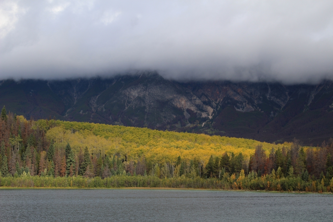 Arbres d'automne avec toile de fond montagneuse sous les nuages.