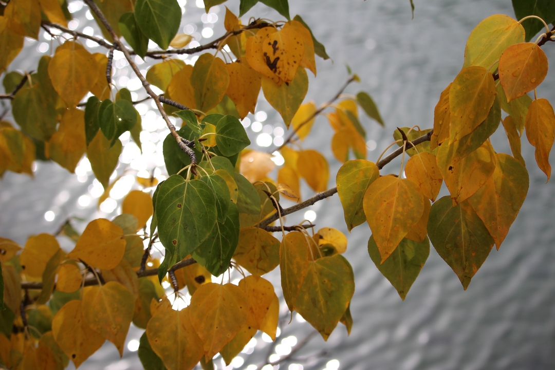 Des feuilles d'automne éclatantes avec un arrière-plan d'eau.